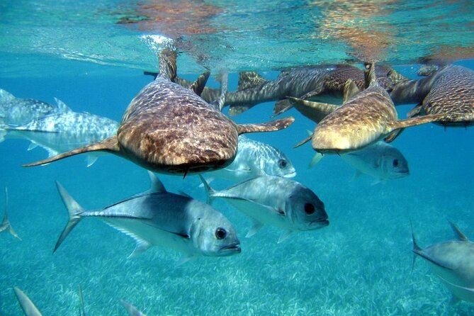 Pirates of the Caribbean Cruise- Snorkel, Sharks & Stingrays - Itinerary Highlights