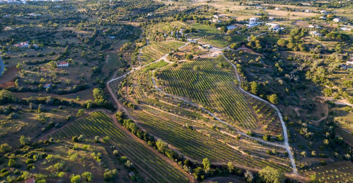 Porches: Algarve Vineyard Tour and Wine Tasting Experience - Vineyard Experience