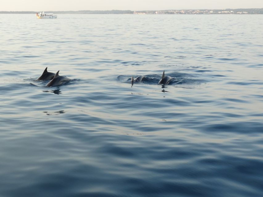 Poreč: Dolphin Spotting Cruise With Included Drinks - Cruise Highlights