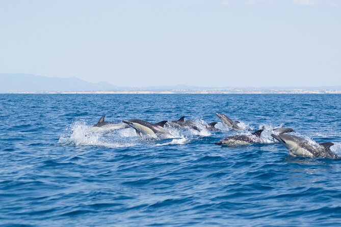 Portimão: 2H30 Guaranteed-Dolphins and Seabirds-Biologist on Board - Meeting Point and Accessibility