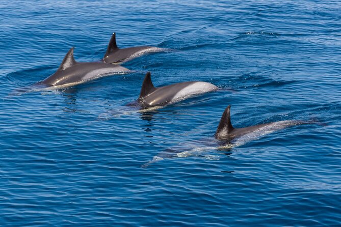 Portimão Dolphin Watching With Marine Biologist - Comfortable Seating and Support