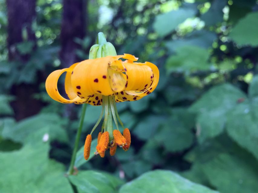 Portland: Silver Falls Hike - Discovering the Willamette Valley