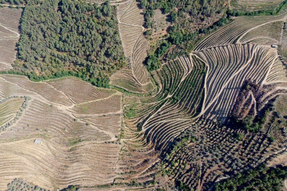 Porto: Douro Valley Guided Tour, 3 Tastings, Lunch & Cruise - Taste Local Almonds, Bread, and Honey