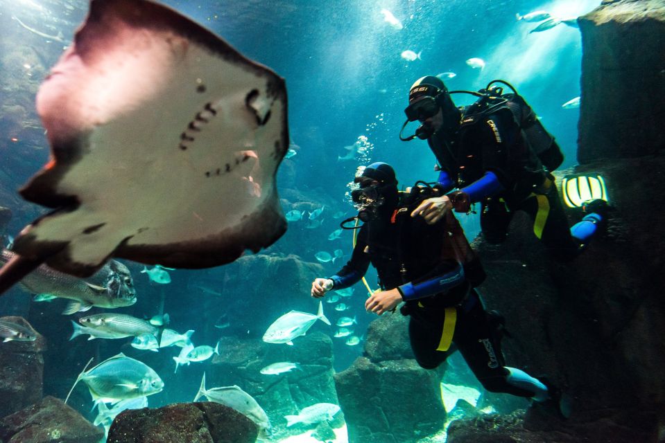 Porto Moniz: Diving With Sharks and Rays in Madeira Aquarium - Experience Overview