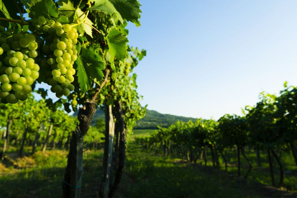 Portugal: Bairrada Private Tour - Sparkling Wine Tastings