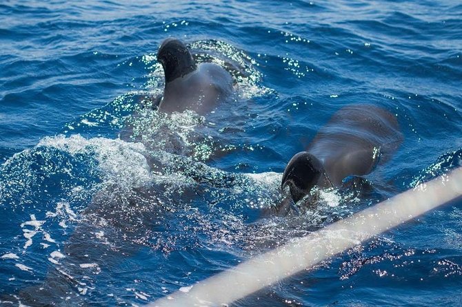 Premium All Inclusive Whale & Dolphin Watching Experience - Expert-Led Guided Tour