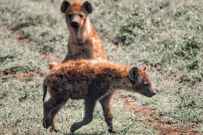 Private 4 Days Safari in Tarangire, Serengeti and Ngorongoro - Accessibility and Participation