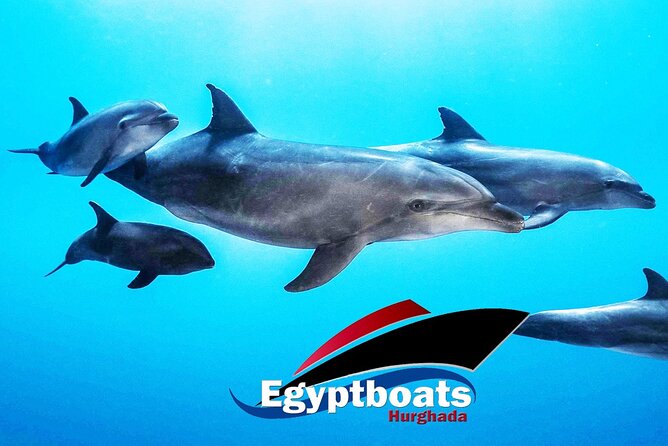 PRIVATE! | 4-hour Speed Boat Trip | Swim With Dolphins, Snorkeling & Island - Snorkeling at Dolphin House