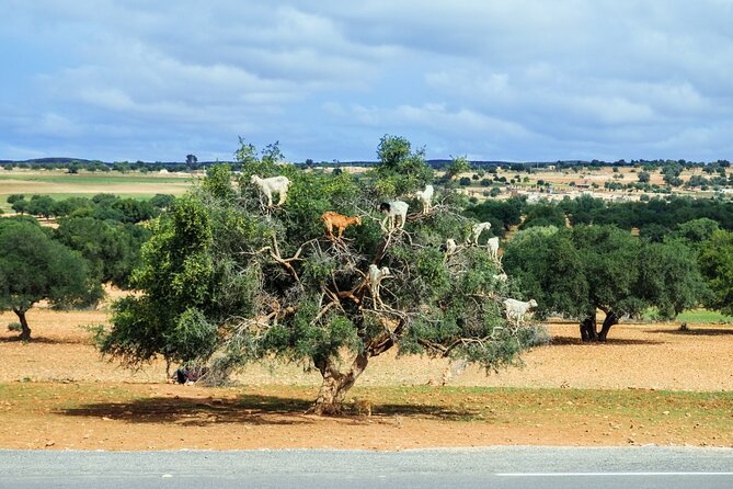 Private Day Trip to Essaouira From Marrakesh - Meeting Point and Pickup