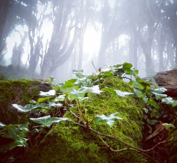 Private Evening Walk: Sintra Mountains Inbetween Wolves - Highlights