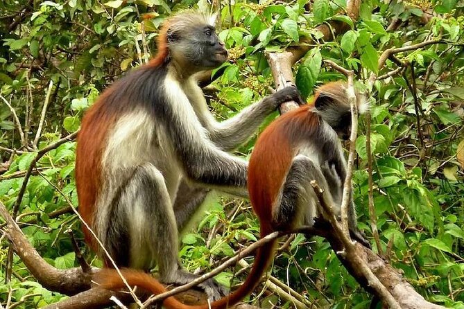 Private Full Day Trip to Stone Town, Spice Farms and Jozani Forest - Meeting Point and Pickup