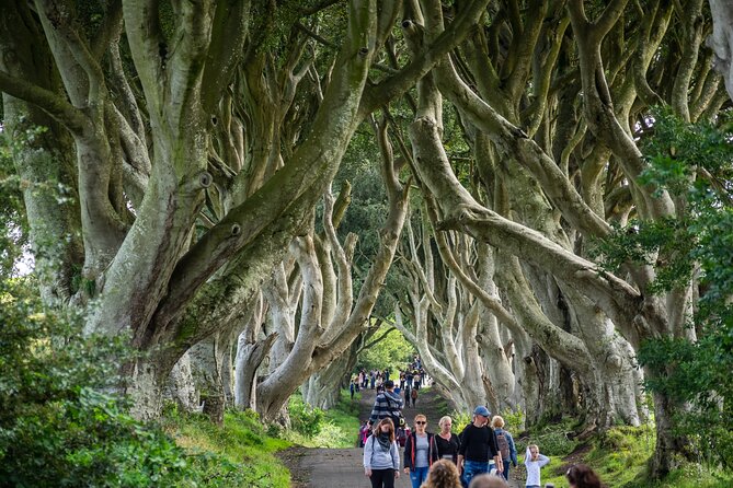 Private Giants Causeway Tour From Belfast - Highlights of the Tour