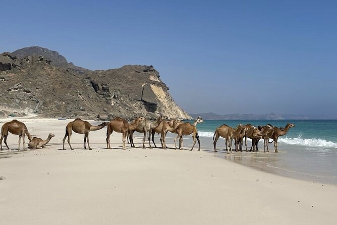 Private Guided Tour to West Beaches of Salalah - West Beaches Exploration