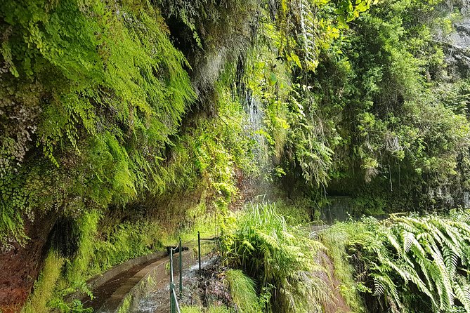 Private Guided Walk Levada Do Rei - Inclusions