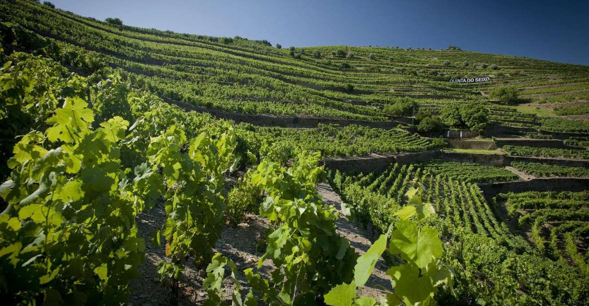 Private Luxury Wine & Food Tour in Douro - Douro Wine Region