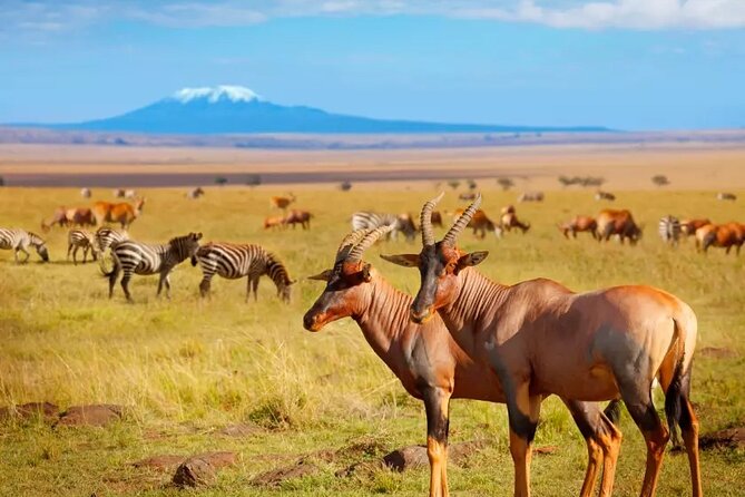 Private Safari Day-Tour in Amboseli National Park - Pickup Locations