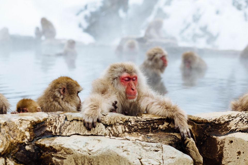 Private Snow Monkey Tour: From Nagano City / Ski Resorts - Itinerary Highlights