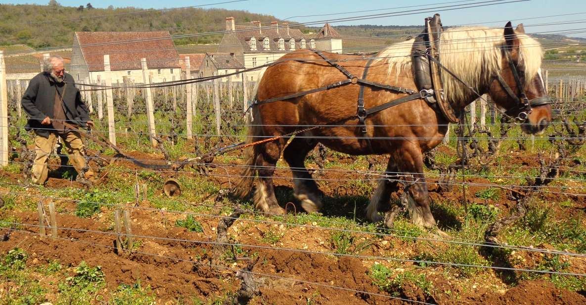 Private Wine-Tasting : Tour of Local Wine Producers. - Itinerary Highlights