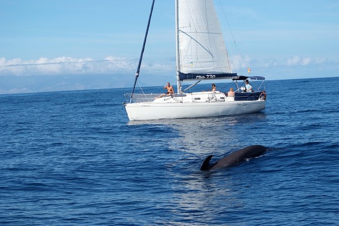 Private Yacht Tour With Whale and Dolphin Watching 33 Foot Boat - Meeting and Pickup