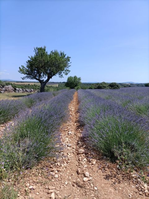 Provençal Elegance: Lavender, Olive Oil, and Wine Odyssey - Immerse in Olive Oil Tasting