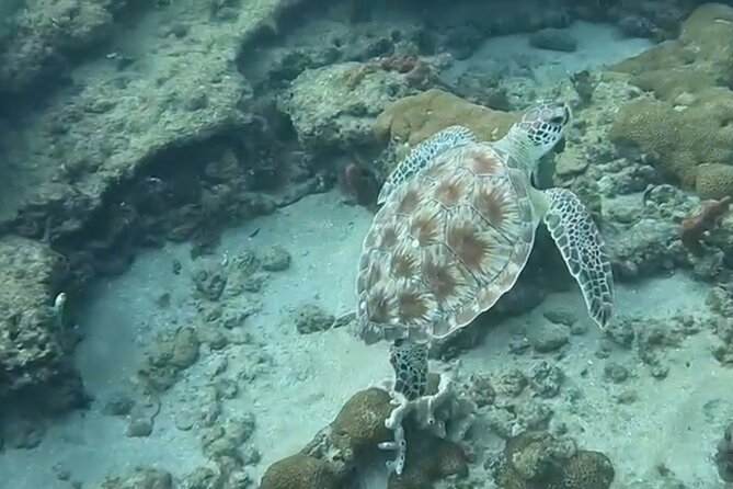 Public Guided Snorkel Tour of Fort Lauderdale Reefs - Health and Safety Guidelines