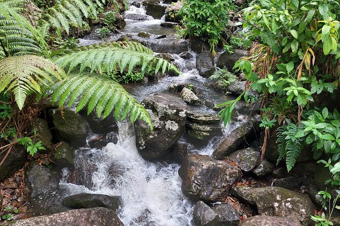 Puerto Rico: El Yunque Sightseeing Half-Day Tour With Transfer - Pickup and Transportation