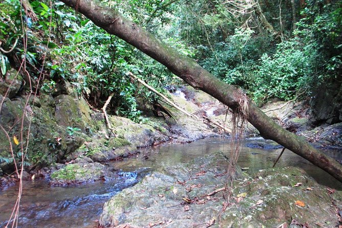 Puerto Rico Waterfall Hiking Tour: Discover Hidden Gems - Tour Details