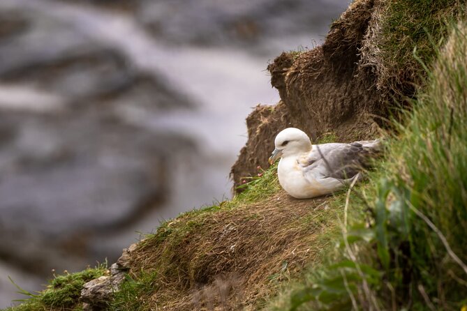 Puffin Tour - Meeting Point