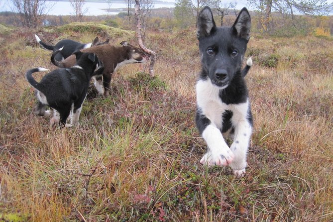 Puppy Training Experience at a Husky Farm in Tromso - Meet the Alaskan Husky Pups