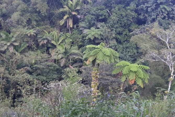 Rain Forest Jungle Tour - Included Activities