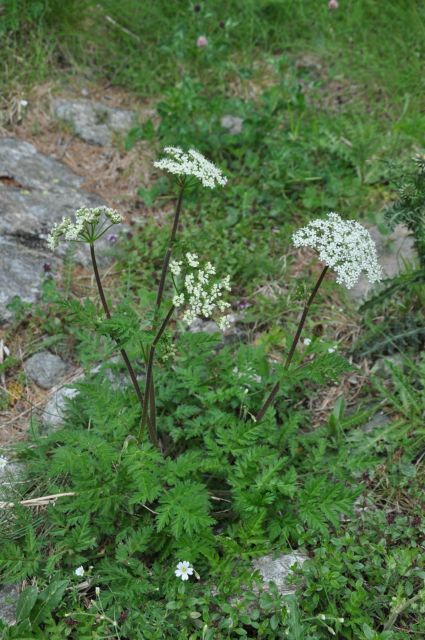 RARE PLANTS IN AOSTA VALLEY - Highlights of the Tour