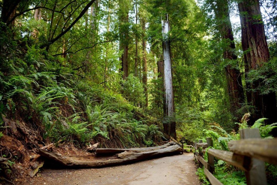 Redwood Retreat: Tour to Muir Woods From San Francisco - Inclusions