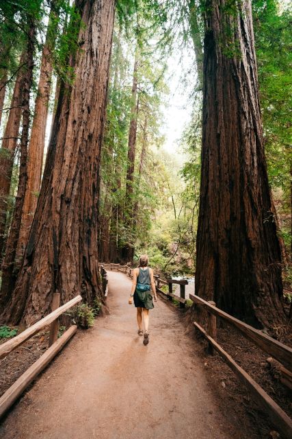 Redwoods Full Day Private Tour and Hike - Highlights of the Guided Hike