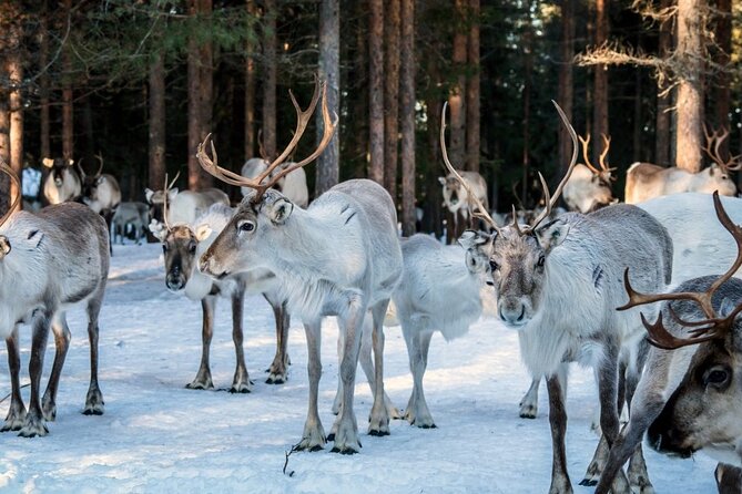 REINDEER FARM VISIT a Real Authentic Experience - Booking and Meeting Details