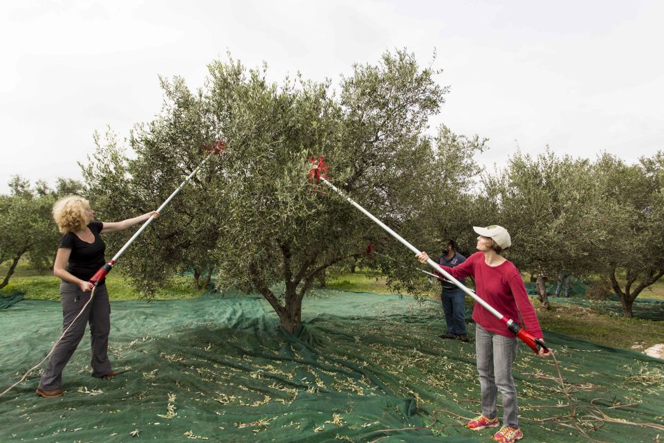 Rethymno: Olive Oil Tasting With Cretan Food Pairing - Booking Information