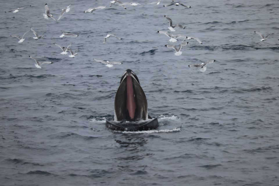 Reykjavik: Best Value Whale Watching Boat Tour - Duration and Inclusions