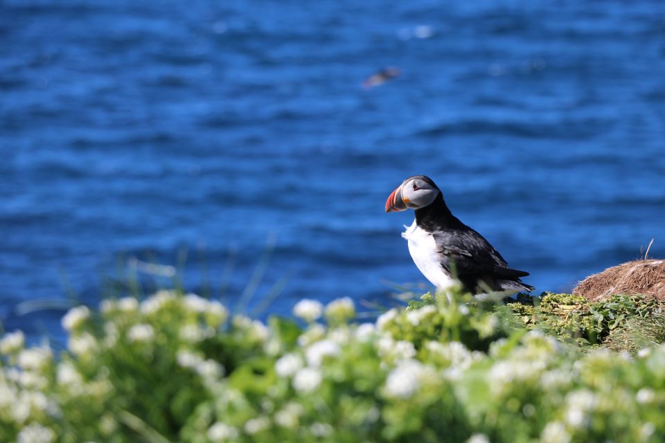 Reykjavik Puffin Watching Tour - Puffins in Iceland