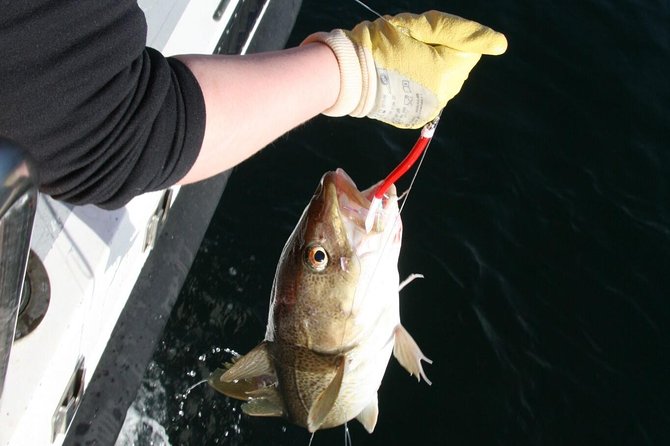 Reykjavik Sea Angling Gourmet - Meeting and Pickup