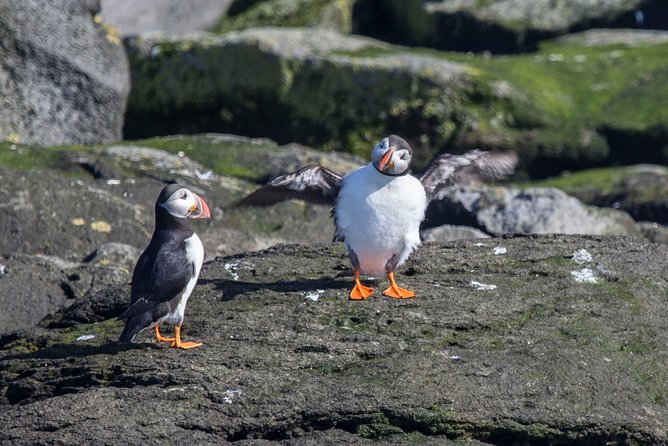 Reykjavik Shore Excursion: Puffin Sightseeing Cruise - Included Features and Logistics