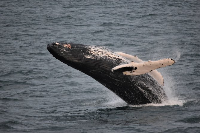 Reykjavik Shore Excursion: Whale-Watching Cruise - Thermal Overalls Provided