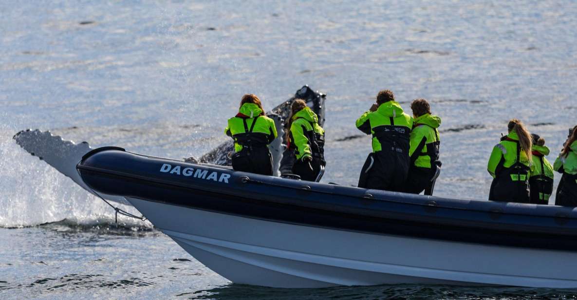 Reykjavik: Whale Watching Tour by RIB Boat - Whale Watching Experience