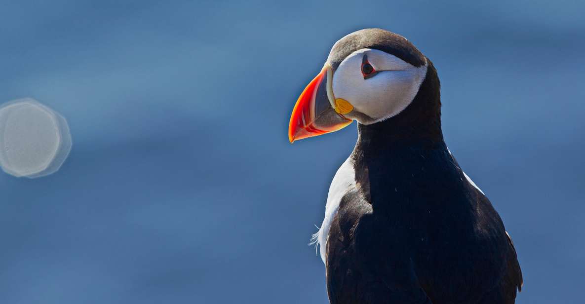 Reykjavik: Whales and Puffins Cruise Combo Tour - Duration and Inclusions