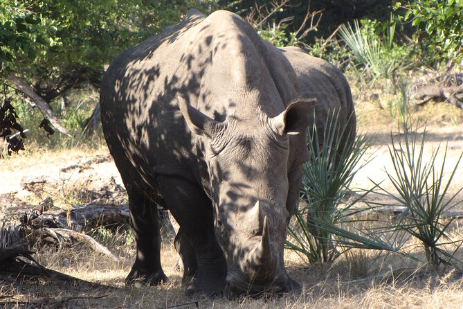 Rhino Walk - What to Expect