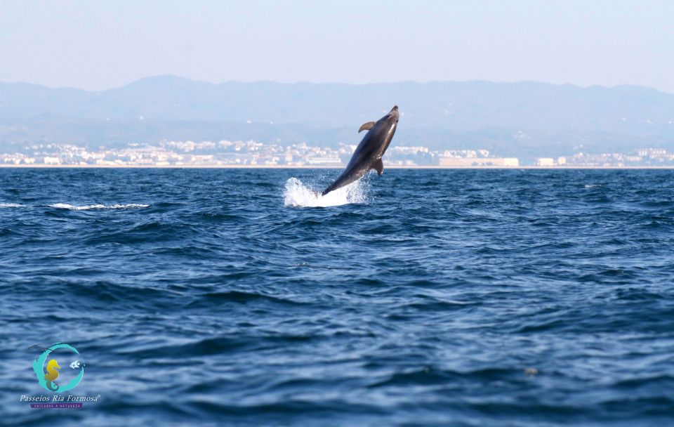 Ria Formosa: Dolphin-Watching Boat Tour - Exploring Ria Formosa