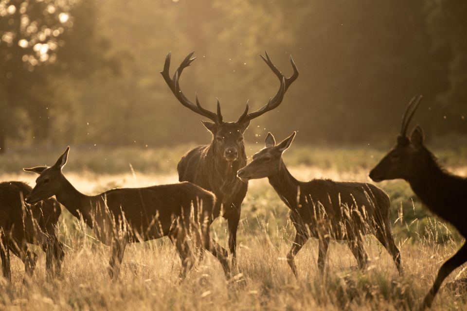 Richmond Park, London: Sunset Wildlife Photography Workshop - Photography Techniques