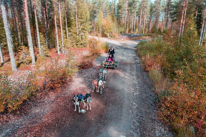 Rovaniemi: 6-10 Km Self-Driving Mushing Husky Safari Tour - Pickup and Dropoff