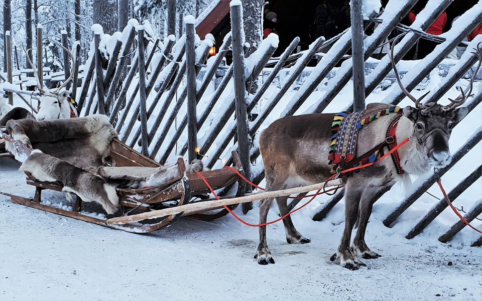 Rovaniemi: Authentic Reindeer Farm Visit and Sleigh Ride - Highlights of the Visit