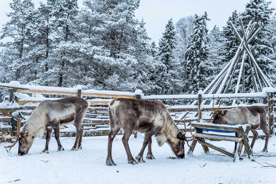 Rovaniemi: Local Reindeer Farm Visit With 2 Km Sleigh Ride - Highlights of the Experience