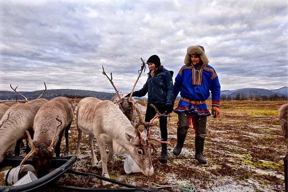 Rovaniemi: Reindeer Farm Visit in the Summer - Inclusions