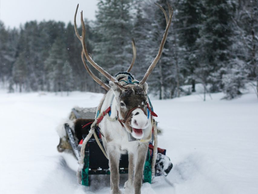 Rovaniemi: Reindeer Safari Tour & 2.5 Km Sled Ride - Inclusions and Highlights